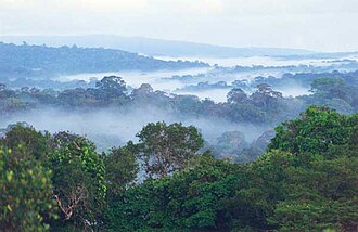 La forêt amazonienne