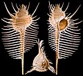 Μαλάκια (εδώ Murex pecten)